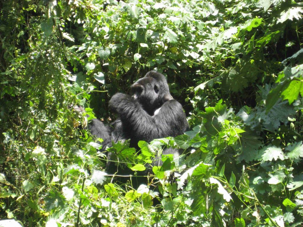 Gorilla trekking in Bwindi Impenetrable NP
