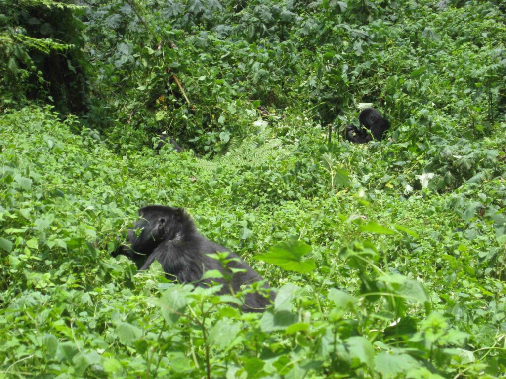 Bwindi Impenetrable National Park