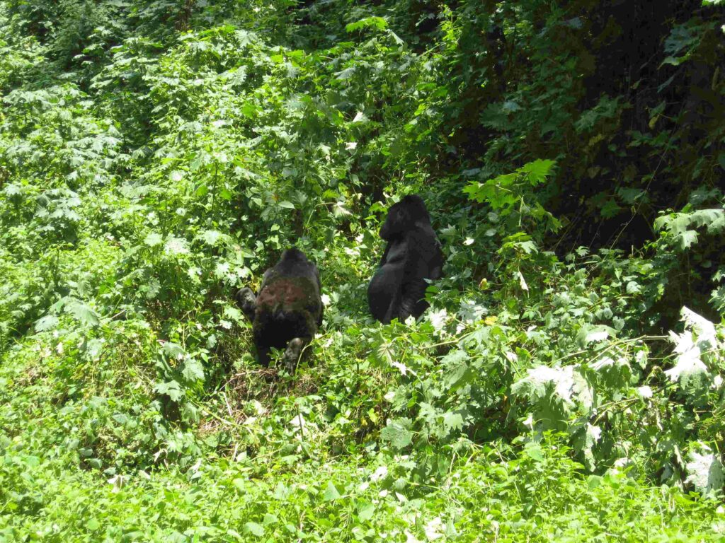 Mountain Gorilla Trek in Uganda