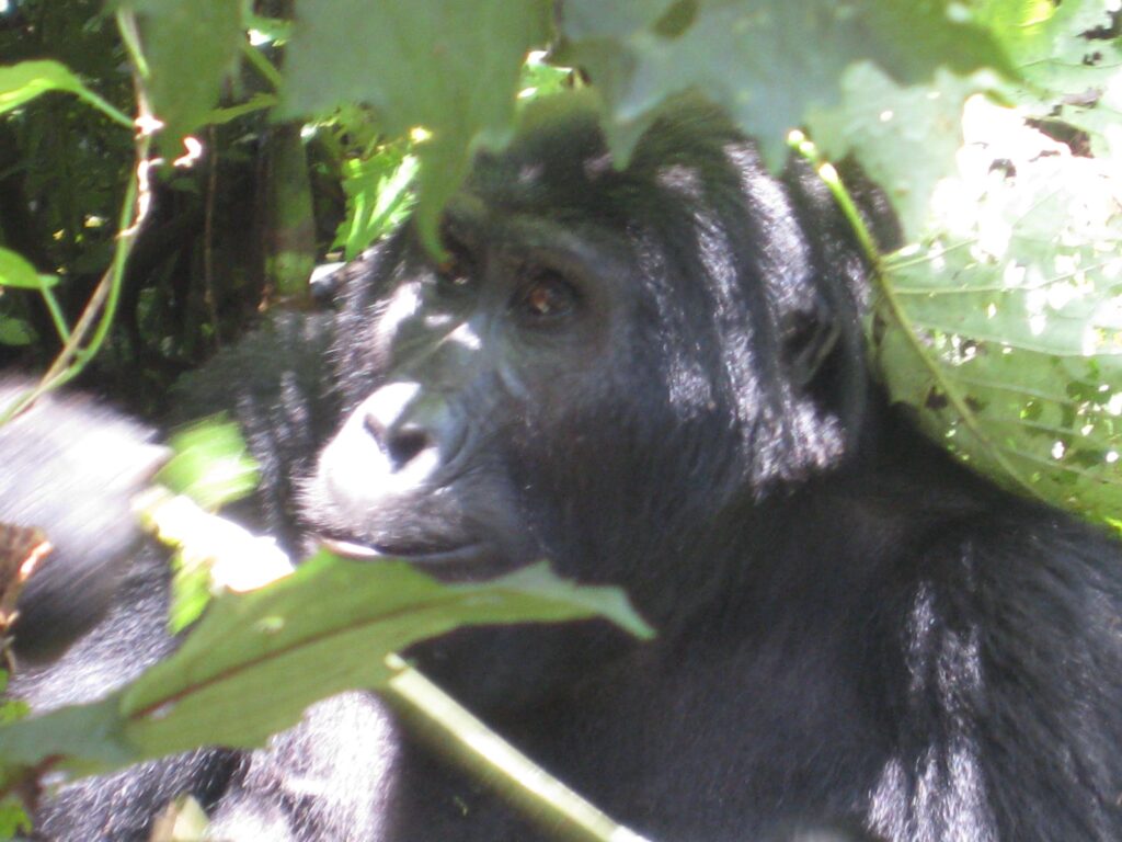 Mountain Gorilla Tracking