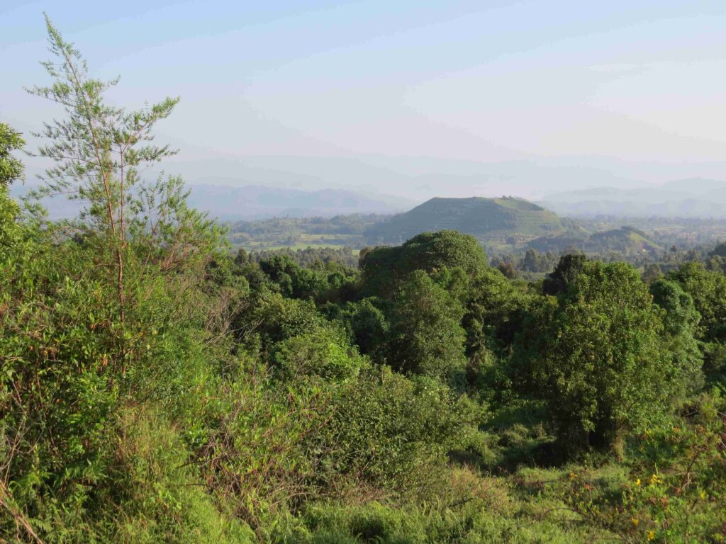 Gorilla Safari Experience