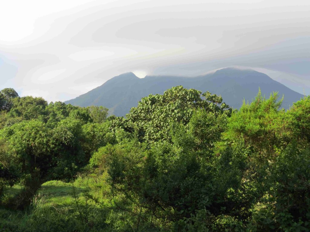 Gorilla in the mists