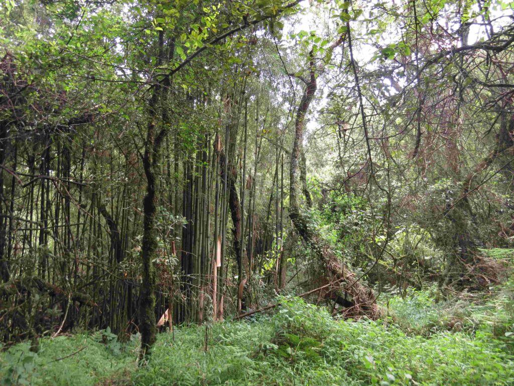 Chimpanzee Trekking in Uganda
