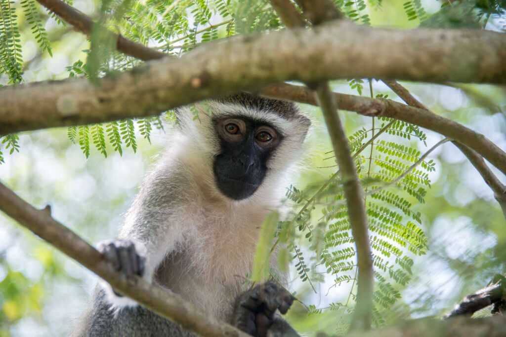 Visit Uganda with Epic Safari Journeys