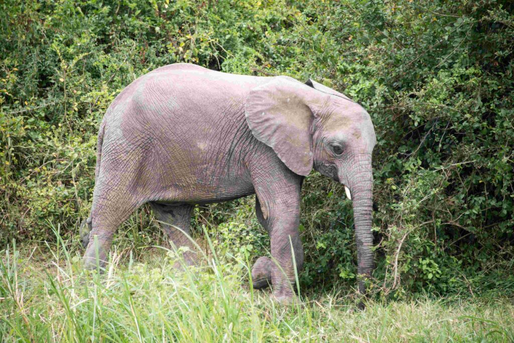 Big5 animals in Queen Elizabeth NAtional Park