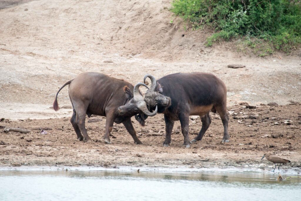 Entelopes in Queen Elizabeth National Park