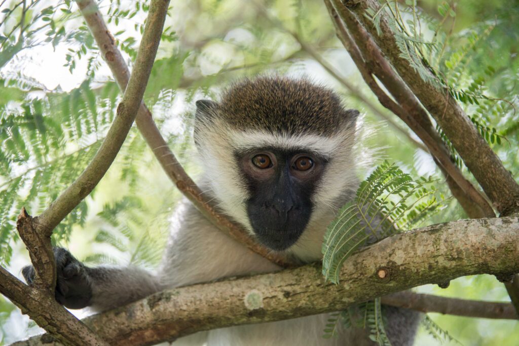Queen Elizabeth Wildlife
