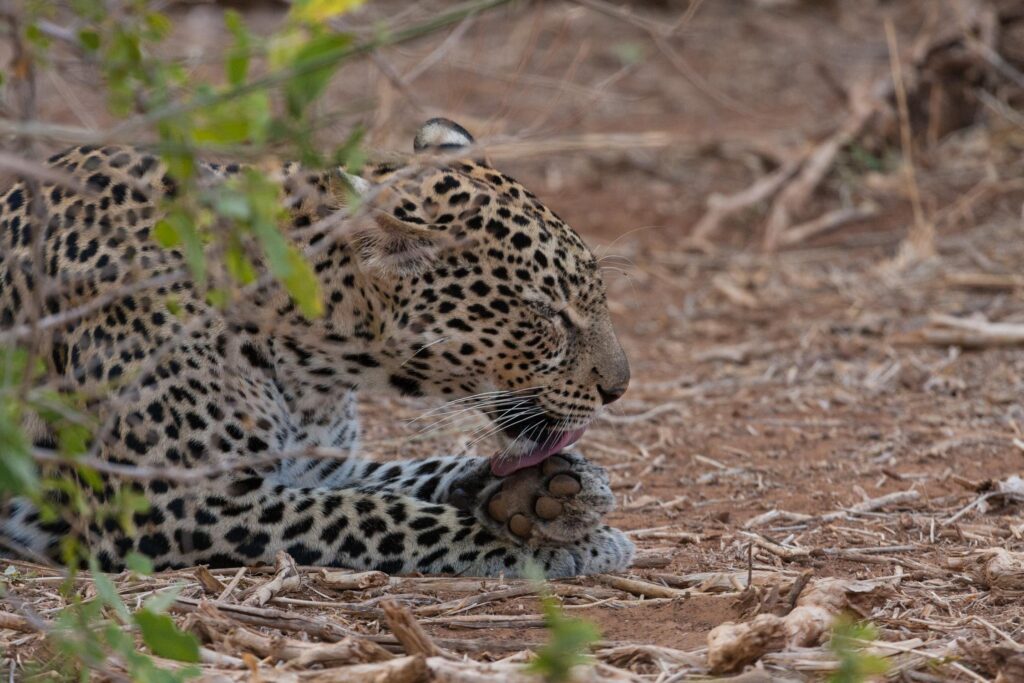 Wildlife in Aberdare