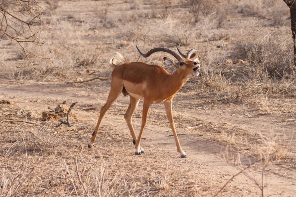 Wildlife Safaris in ABerdare
