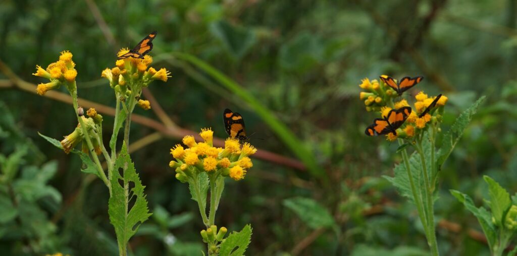 Mount KEnya Flora