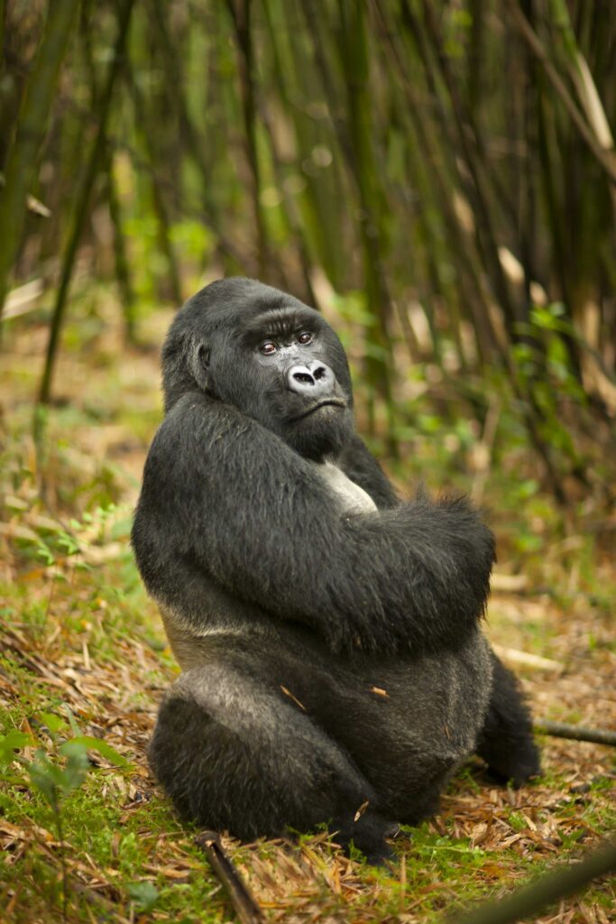 Rwanda Mountain Gorilla Trekking