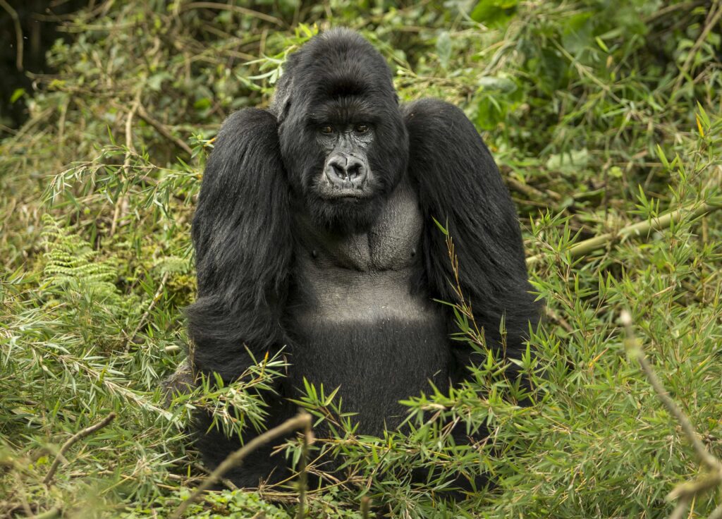 Mountain Gorilla Tracking