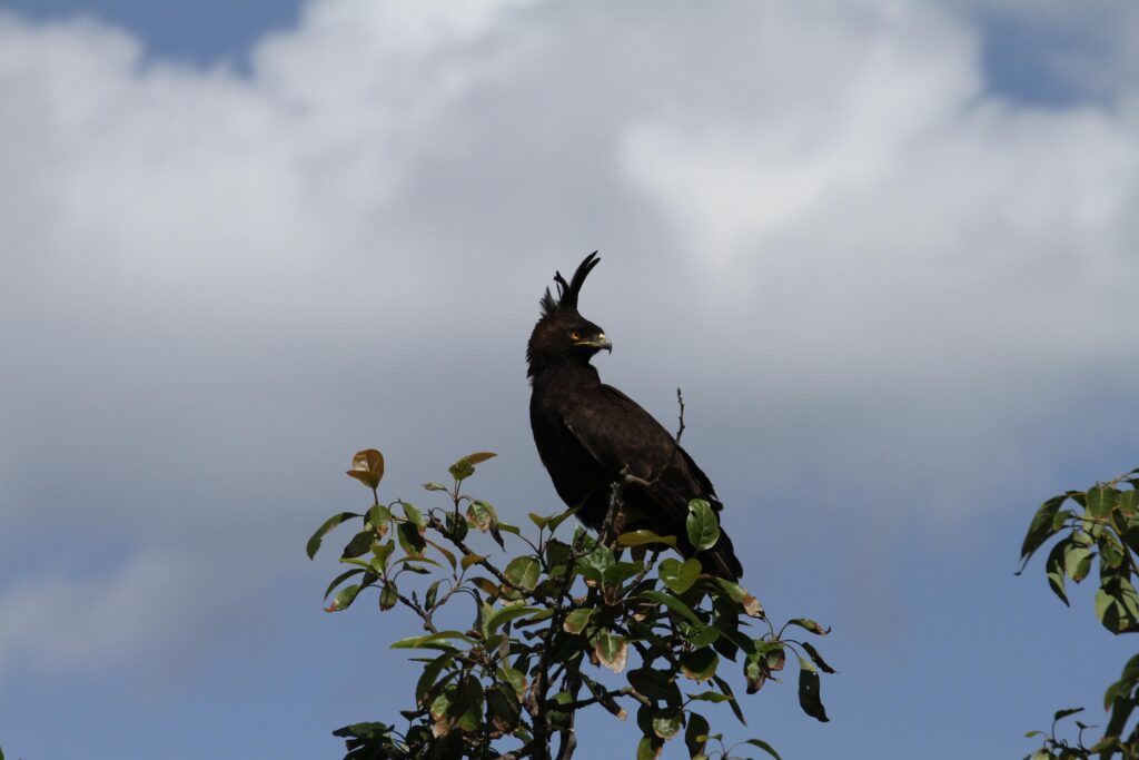 Birding in Akagera National park