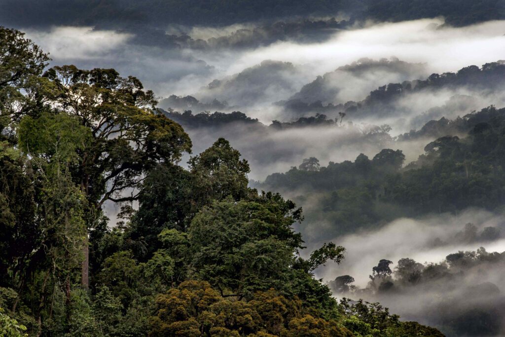 Nyungwe National Park
