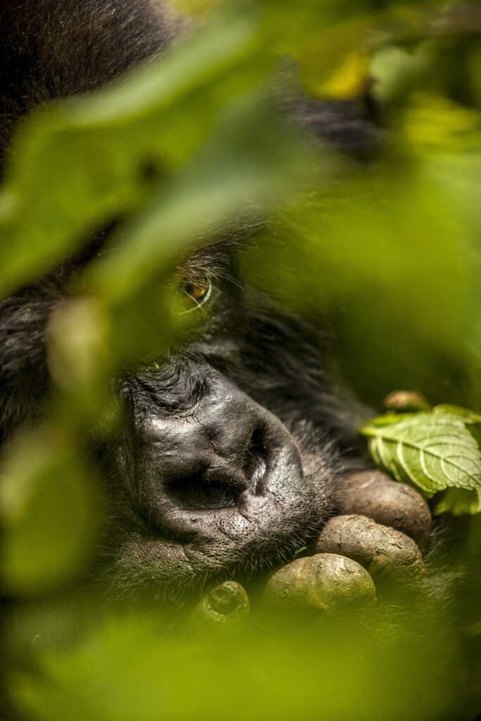 Gorilla Trekking in Volcanoes National park