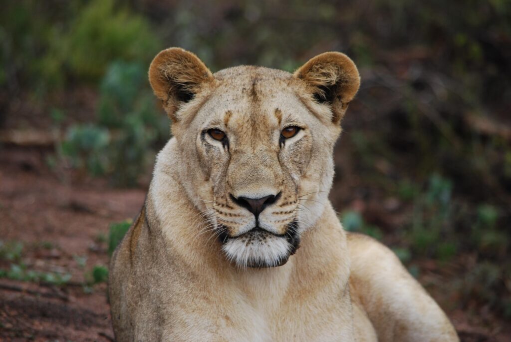 Lion in Akagera National park