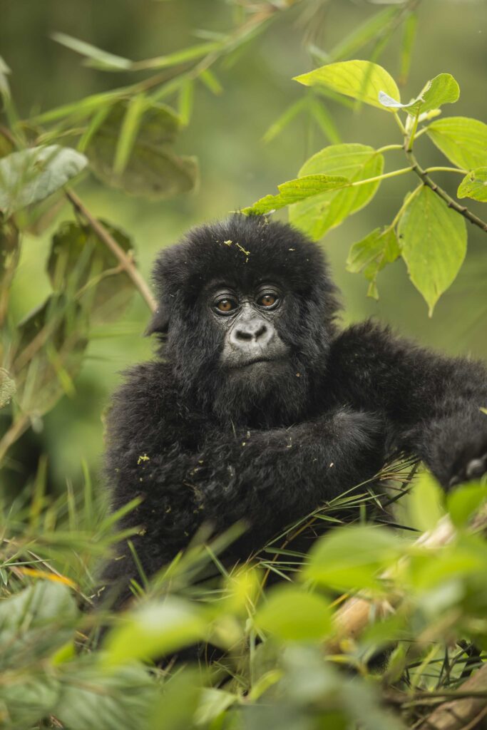 Visit Mountain Gorillas