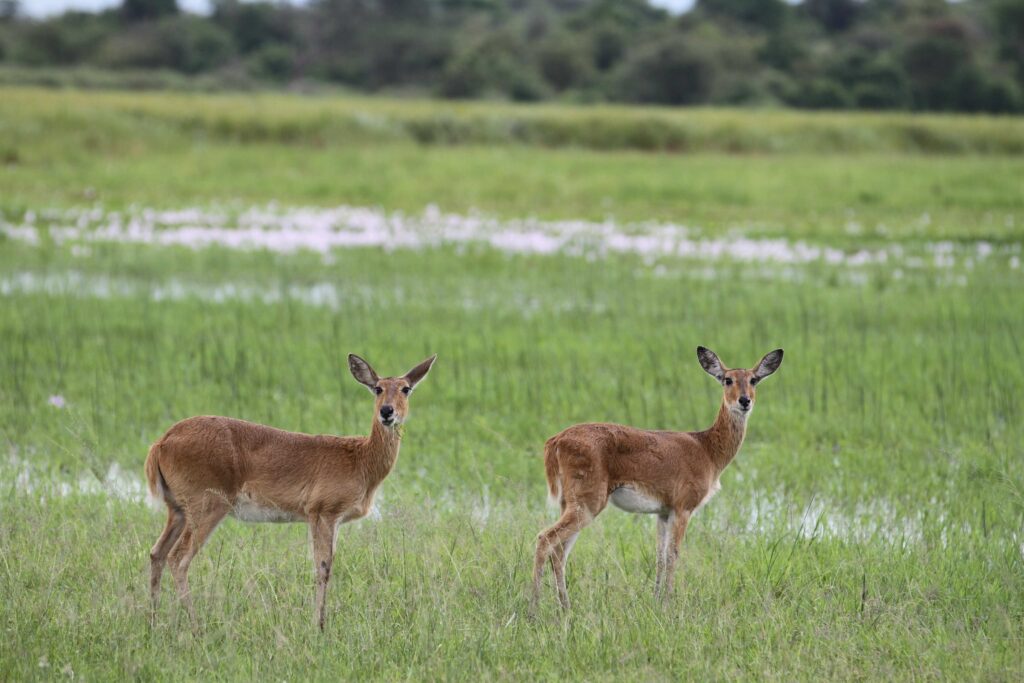 Impala in Akagera NP