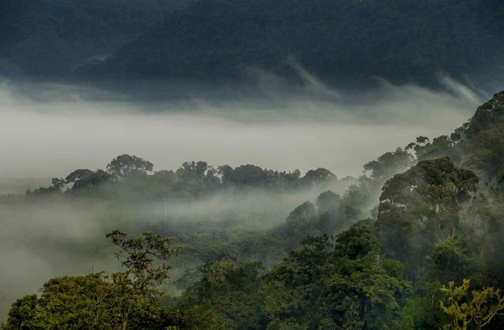 Nyungwe forest National Park