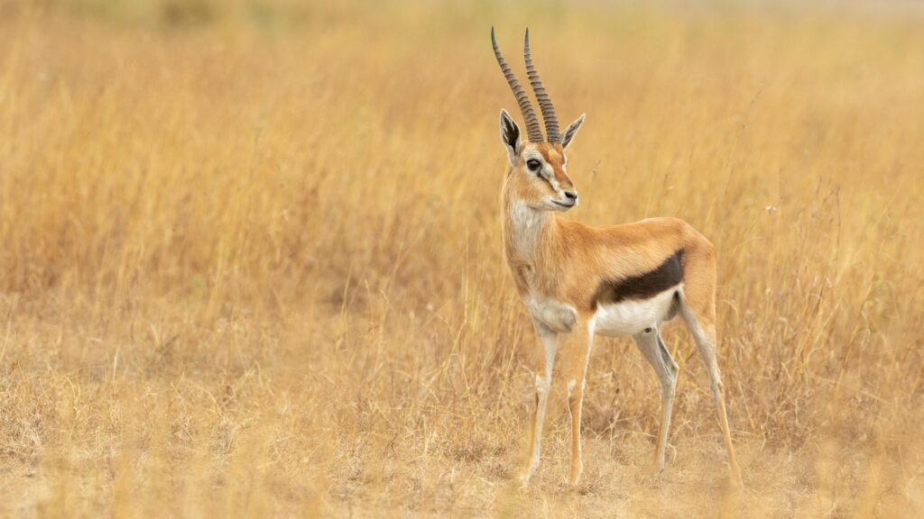 43231562005_a1f811d9cf_o