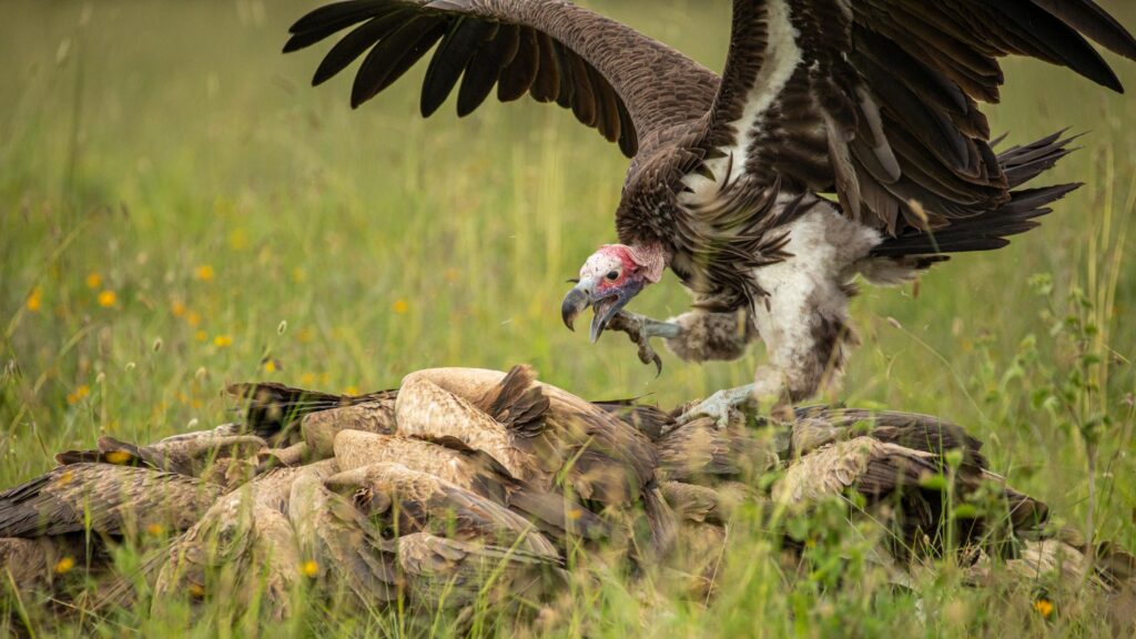 Nairobi national park places