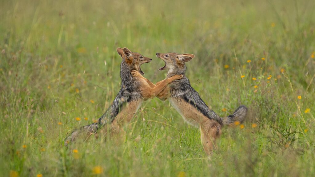 Guided game drive in Nairobi