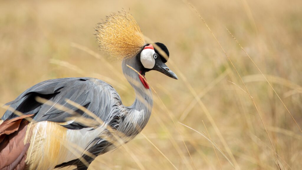 Game drive in Nairobi city