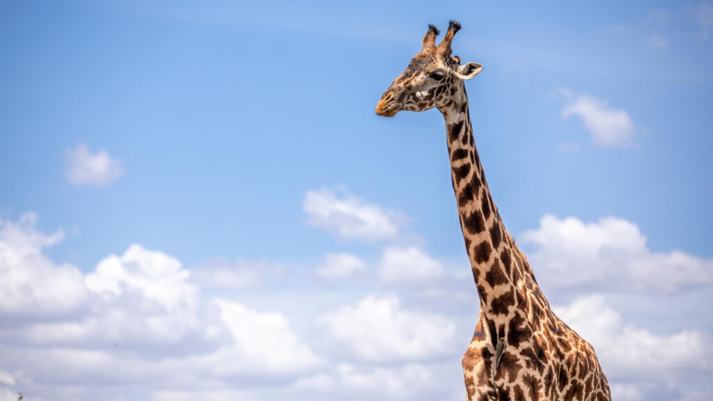 Best game drive in Nairobi