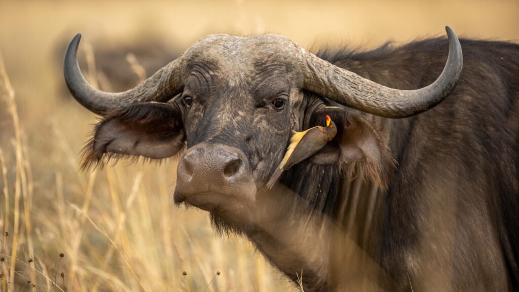 Guided game drive in Nairobi