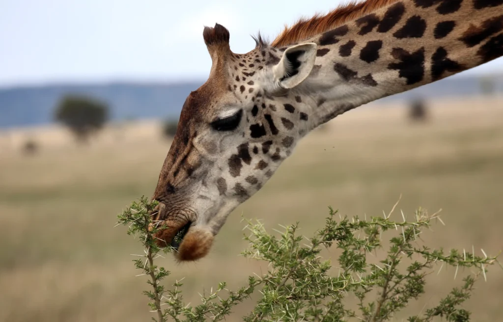 Lake Manyara Wildlife Safaris