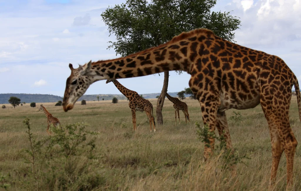 Lake Manyara National PArk