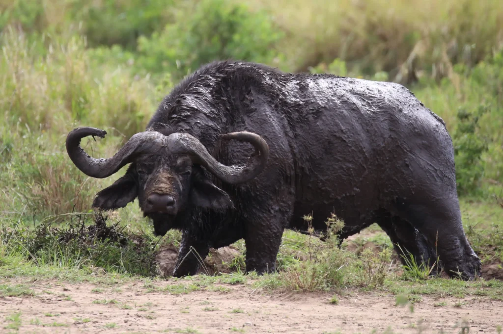 Wildlife in Lake Manyara