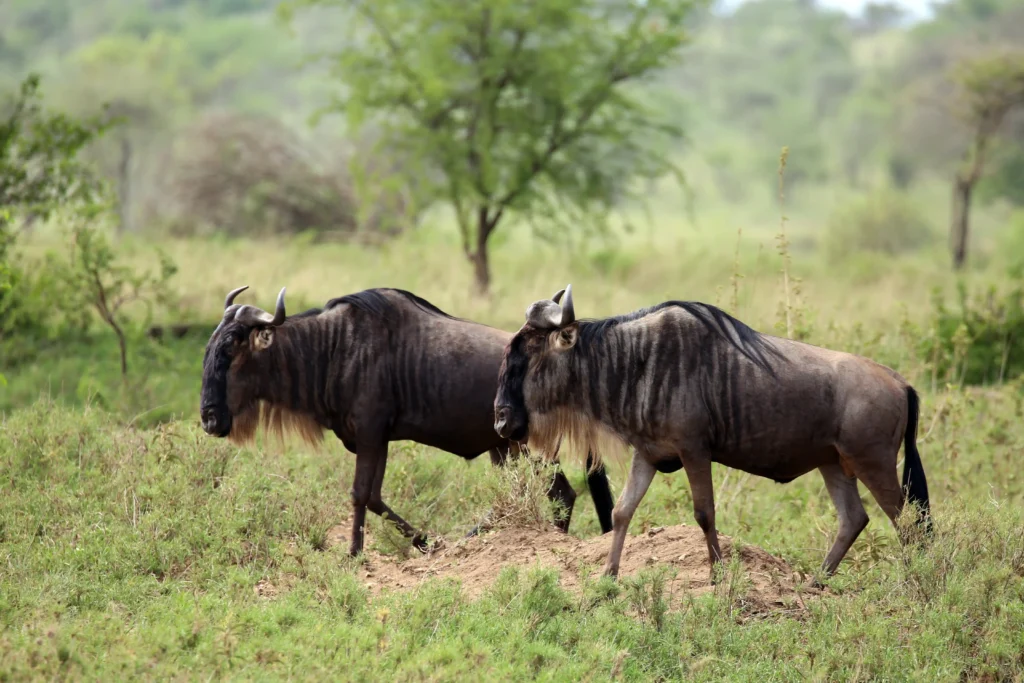 Lake Manyara Tanzania