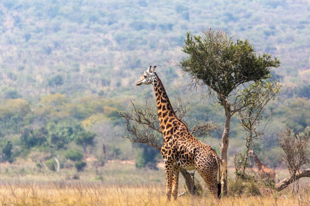Rwanda National parks