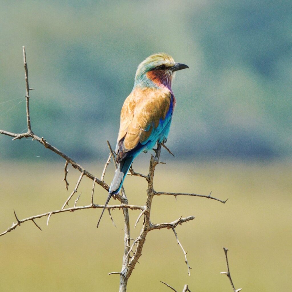 Bird watching in Akagera