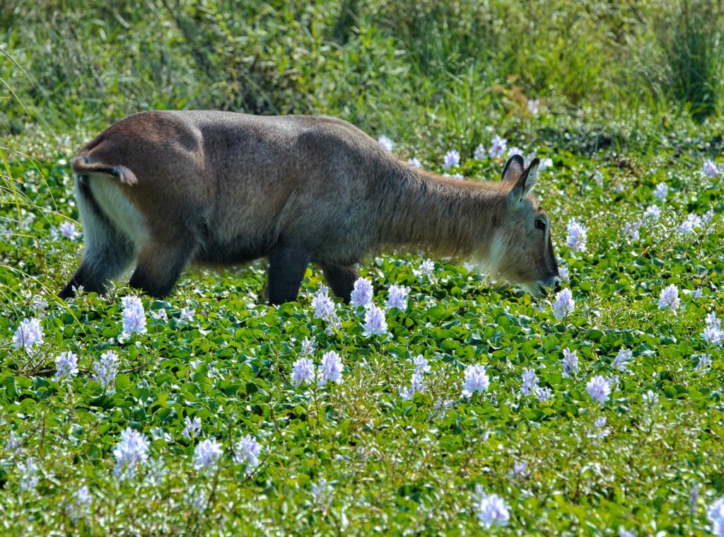Visit Akagera National Park