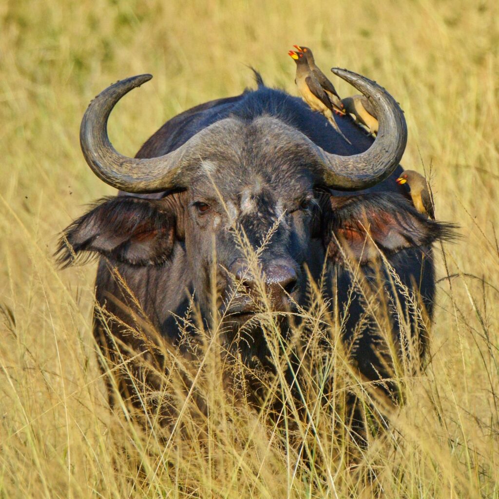 Akagera Big 5 Safari