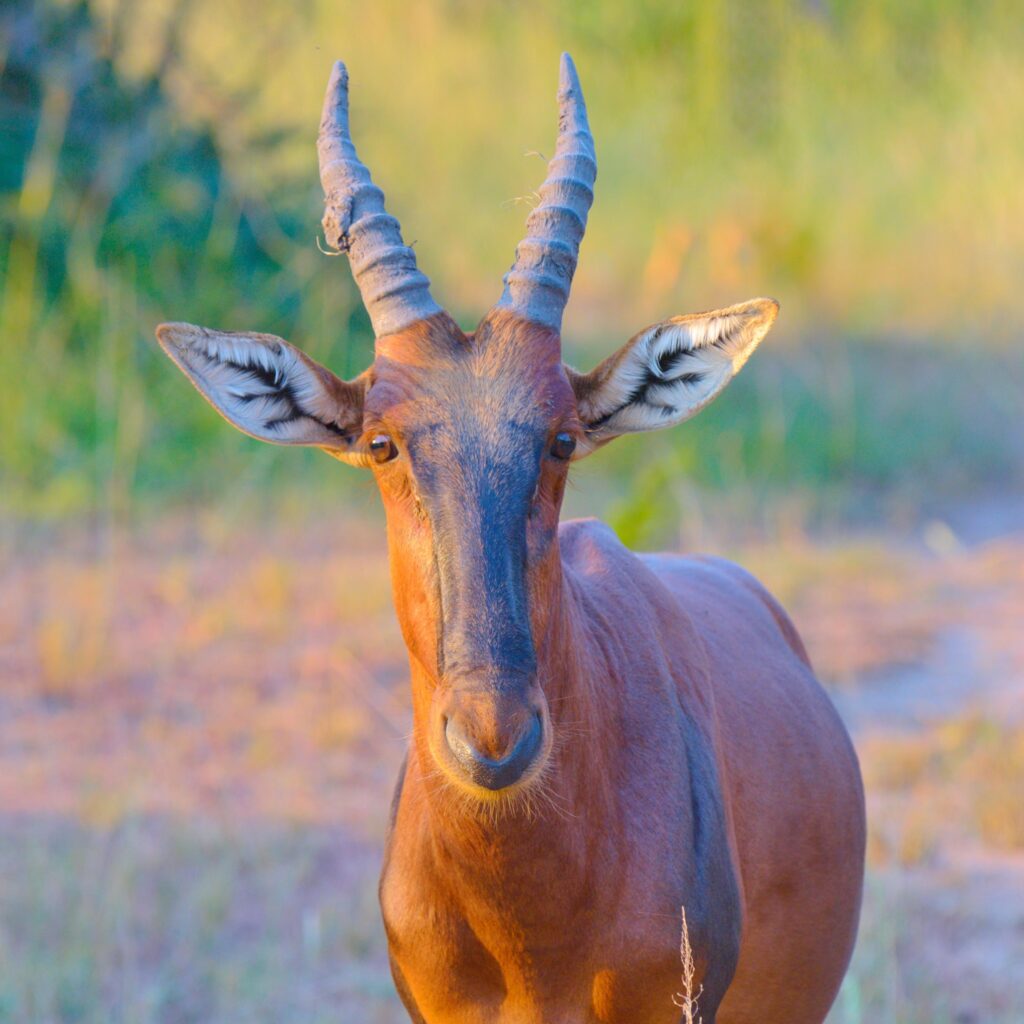 Akagera Wildlife Safari