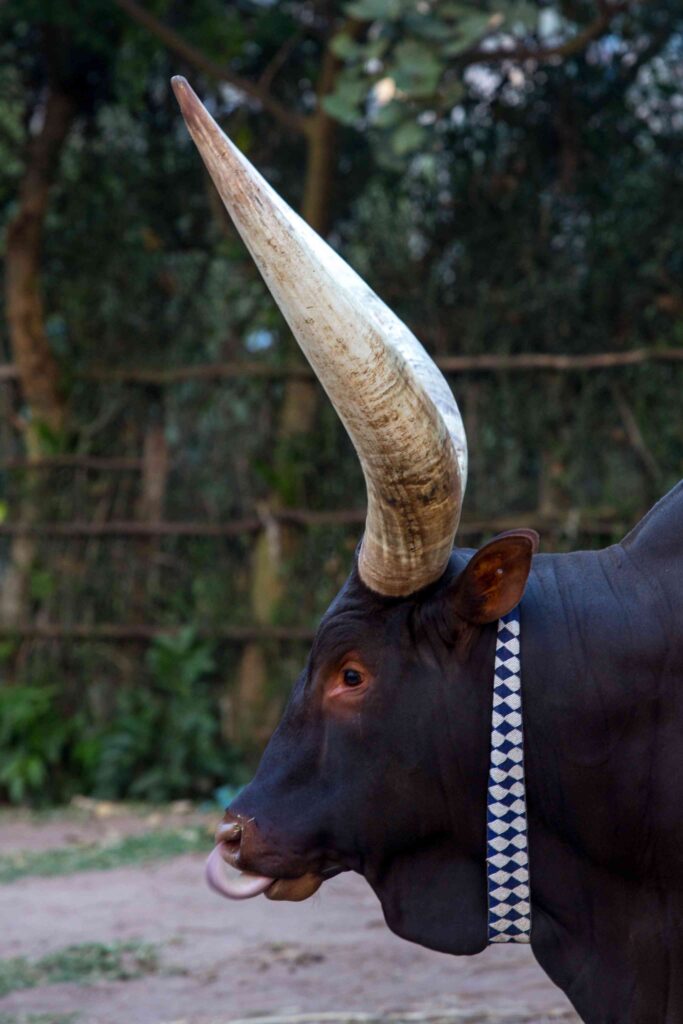 Inyambo cow