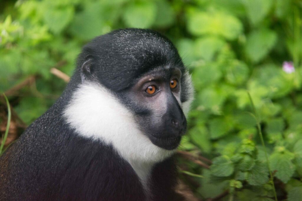 Nyungwe Colobus Monkey Trekking