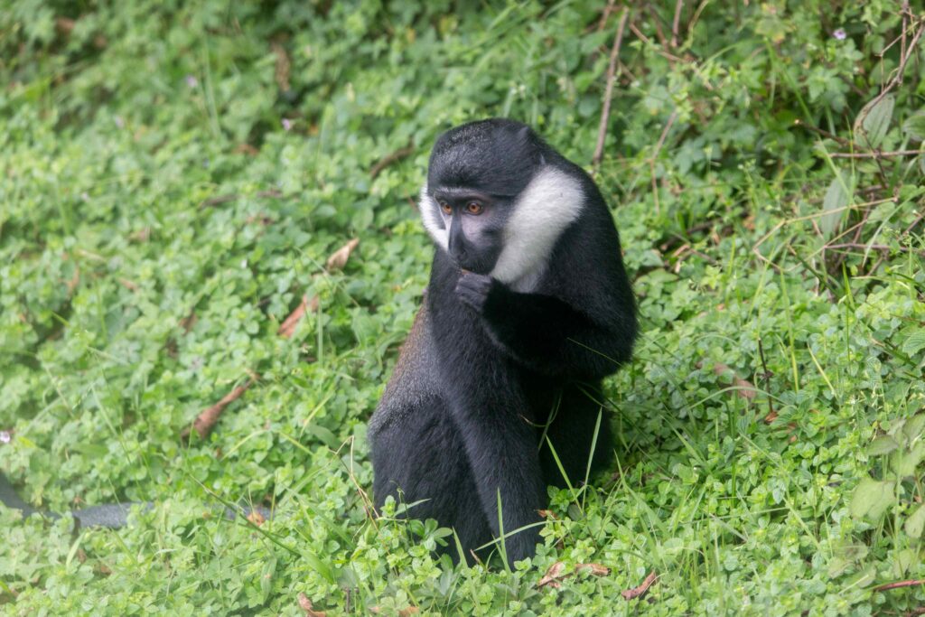 Track Colobus Monkey in Nyungwe