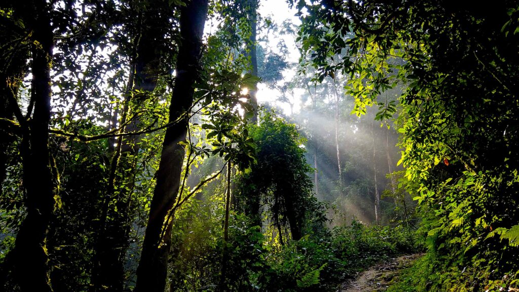Visit Nyungwe with Epic safari journeys