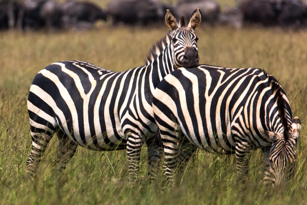 Game Drive in Akagera National Park