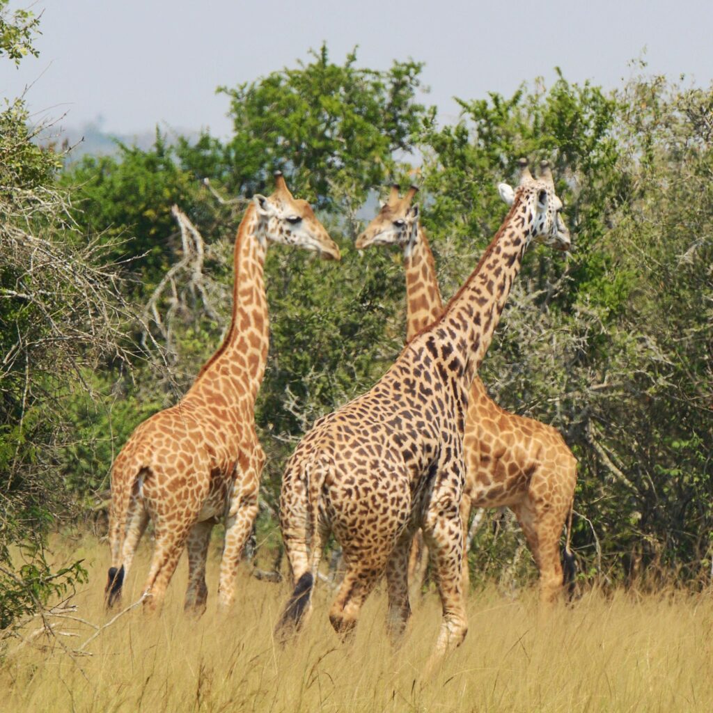 Safari game drive in Akagera