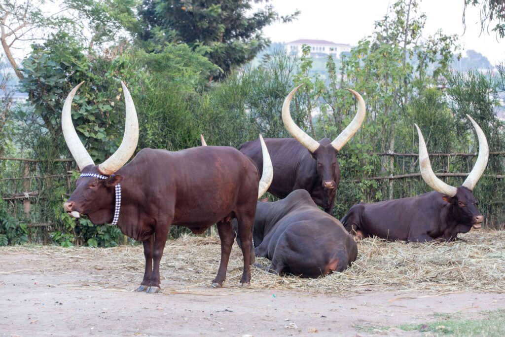 Traditional long-horned cow