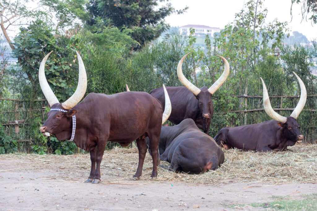 Inyambo Cows at King's Palace Museum