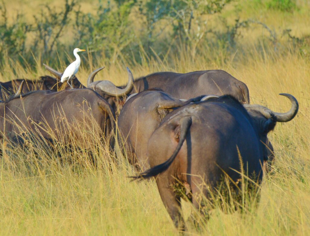 Akagera National Park safari