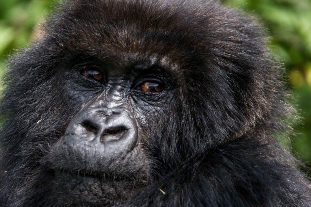 Visit Gorillas in Volcanoes