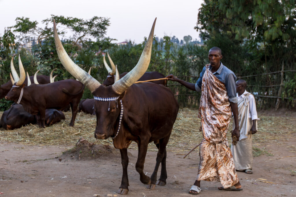 49197955282_5278c0e47e_o