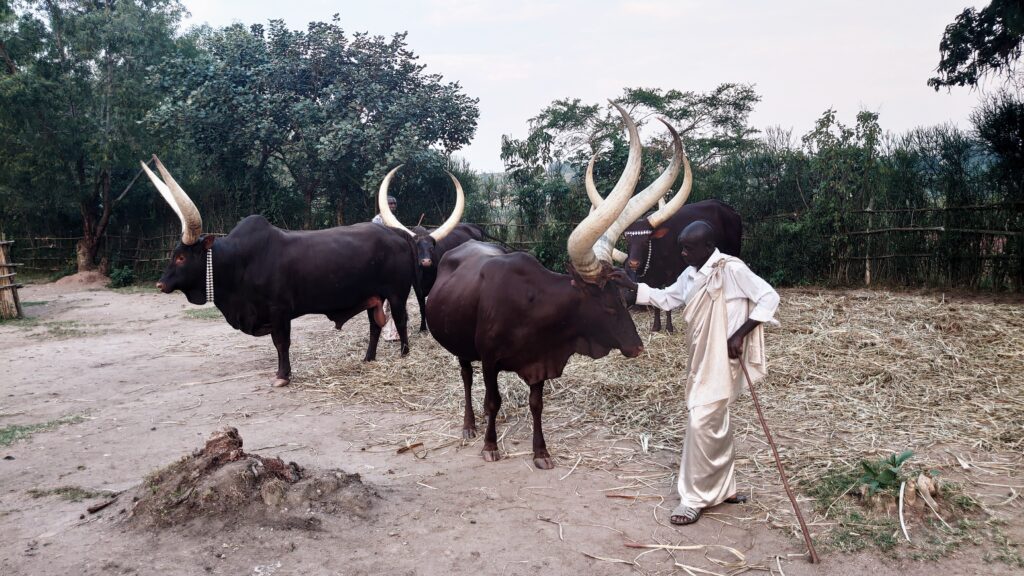 Rwanda Royal Cows